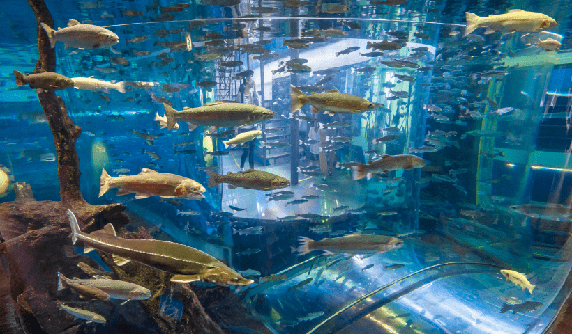 周辺の楽しみ方 水族館